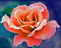 Wedding Rose