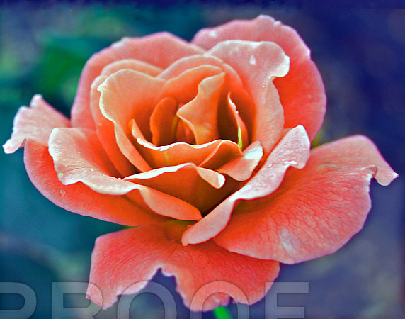 Wedding Rose
