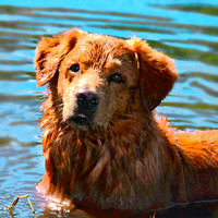 Nova Scotia Duck Tolling Retriever  317
