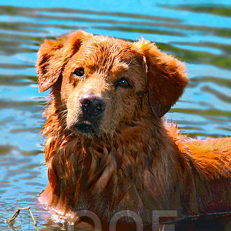 Nova Scotia Duck Tolling Retriever  317