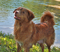 Ch Tollers  324