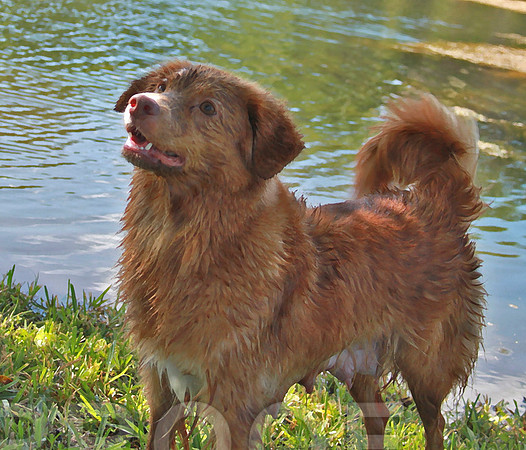 Ch Tollers  324