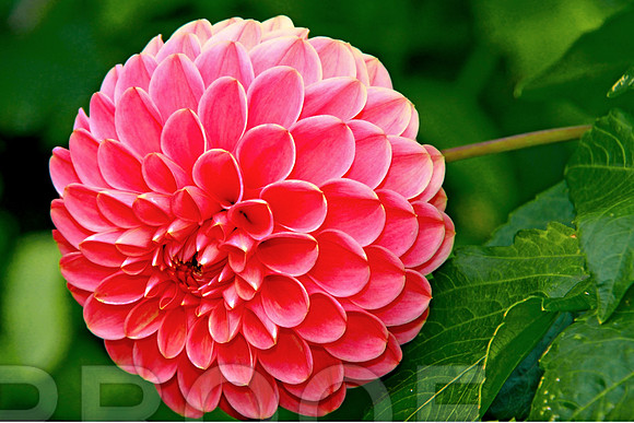 bg 2027 Dahlia