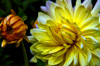 bg 2024 Dahlia