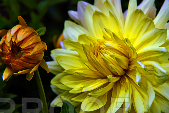 bg 2024 Dahlia