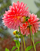 bg 1997 Dahlia