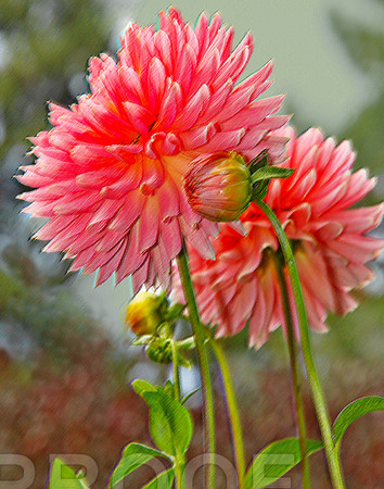 bg 1997 Dahlia