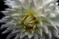 bg 2005 Dahlia