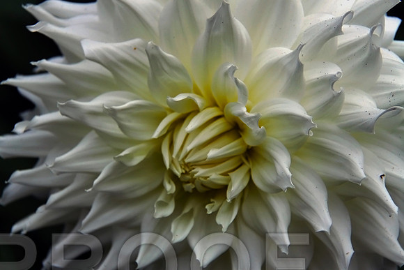 bg 2005 Dahlia