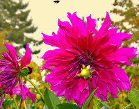 bg 2022 Dahlia