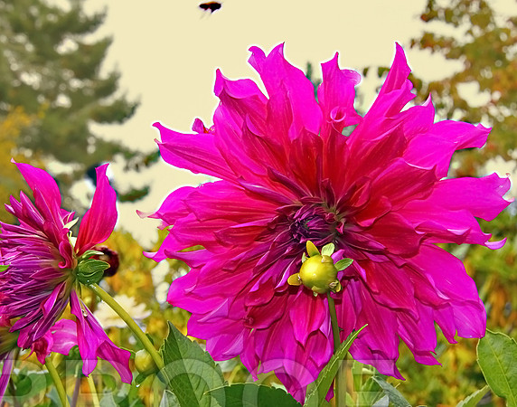 bg 2022 Dahlia