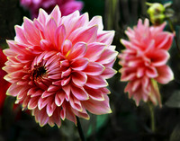 Pretty in pink bg 2003