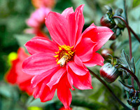 bg 2011 Dahlia