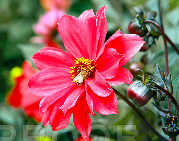 bg 2011 Dahlia