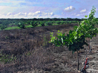 Citrus In The Grove
