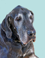 Scooby 0452 11 x 14