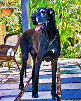 Scooby 0204 cnt pco