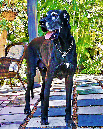 Scooby 0204 cnt pco