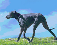 Scooby 0246 pstr