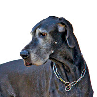 Scooby 0175