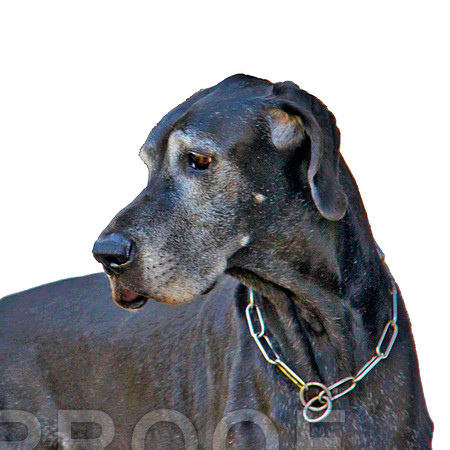 Scooby 0175