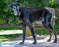 Scooby 0346