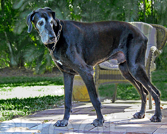 Scooby 0346