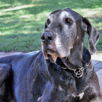 Scooby 0474