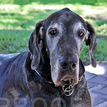 Scooby 0477