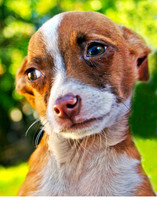 Lonely Chiwawa 43