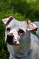 Small White Dog