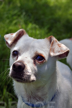 Small White Dog