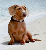 Dash 0337 on beach