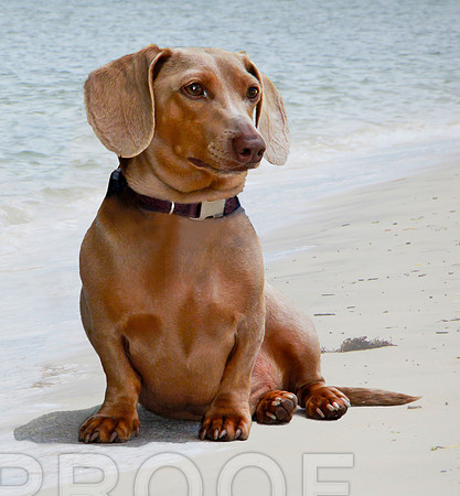 Dash 0337 on beach