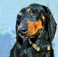 Dachshund 296