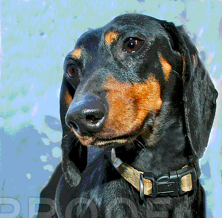 Dachshund 296