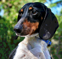 Dachshund 235