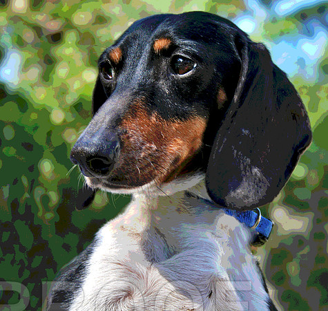 Dachshund 235