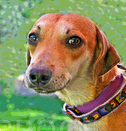 Dachshund 426