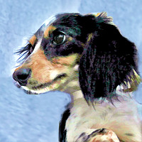 Dachshund