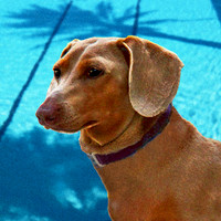 Dash 349 profile w