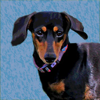 Dash 0272 pstr face