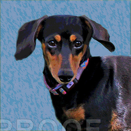 Dash 0272 pstr face