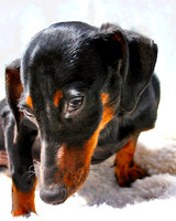Dachshund 715