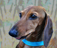 Dachshund 588