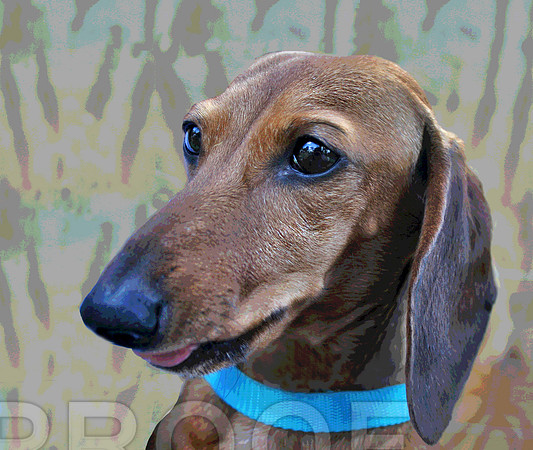 Dachshund  588