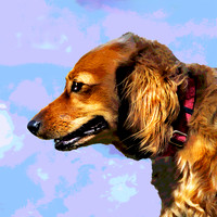 Dash 280 pstr profile
