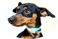 Dachshund 2