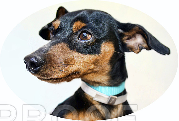 Dachshund 2