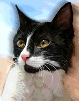Pretty Pet